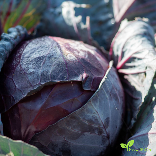 40 seeds of Red Cabbage - BRASSICA OLERACEA + 5 seeds of Sunflower