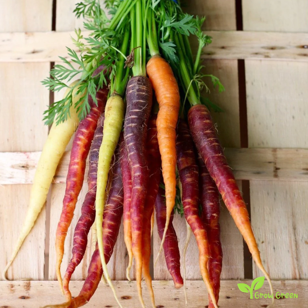 30 seeds of Carrot Yellow - DAUCUS CAROTA  - 5 seeds of Sunflower
