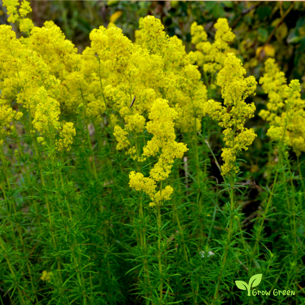 30 seeds of Yellow Lady's Bedstraw - GALIUM VERUM - 5 seeds of Sunflower