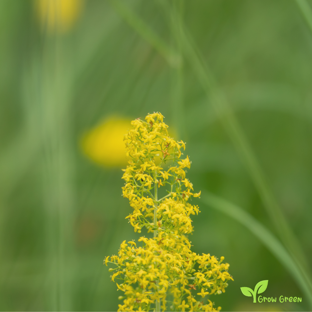30 seeds of Yellow Lady's Bedstraw - GALIUM VERUM - 5 seeds of Sunflower