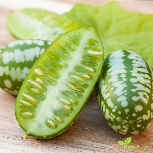 3 seeds of Cucamelon - MELOTHRIA SCABRA - Mini Watermelon - 5 seeds of Sunflower