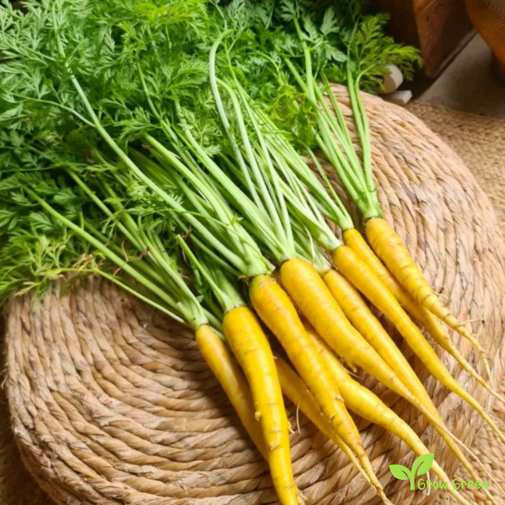 30 seeds of Carrot Yellow - DAUCUS CAROTA  - 5 seeds of Sunflower