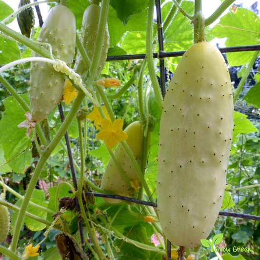 3 seeds of White Cucumber - CUCUMIS SATIVUS - 5 seeds of Sunflower