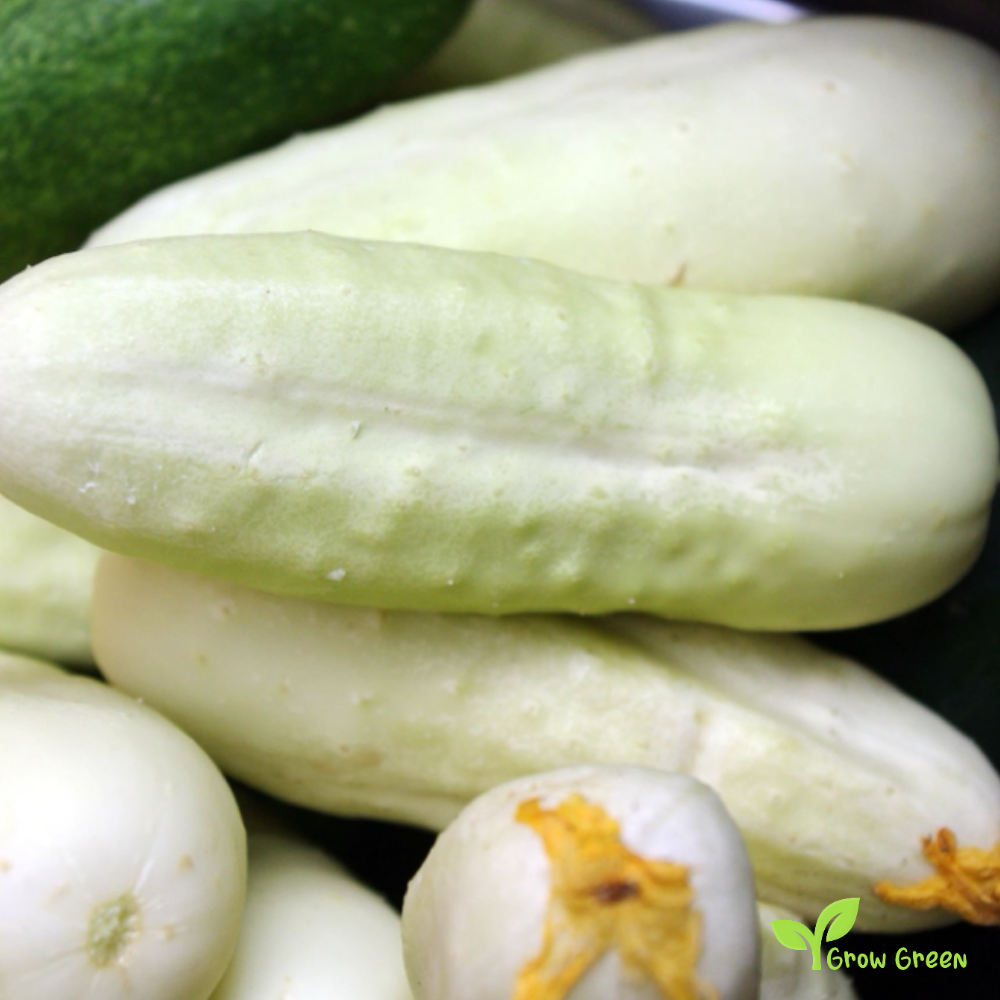3 seeds of White Cucumber - CUCUMIS SATIVUS - 5 seeds of Sunflower