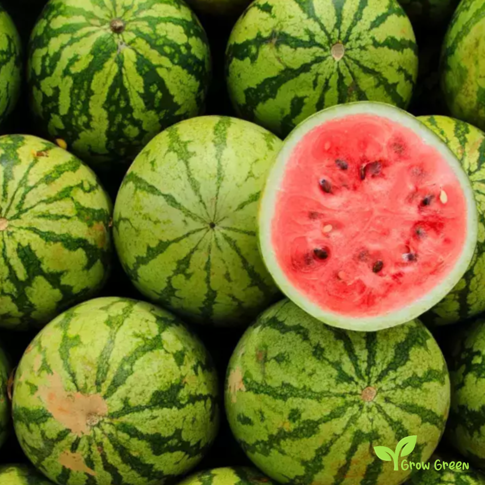 30 seeds of Watermelon - CITRULLUS IANATUS - 5 seeds of Sunflower