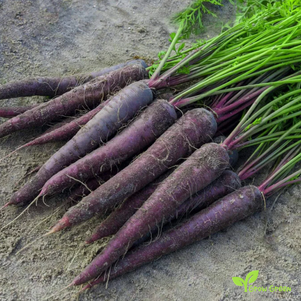 30 seeds of Carrot Purple - DAUCUS CAROTA  - 5 seeds of Sunflower