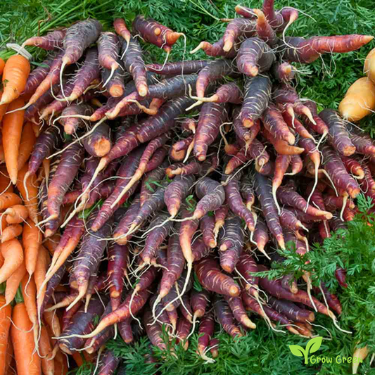 30 seeds of Carrot Purple - DAUCUS CAROTA  - 5 seeds of Sunflower