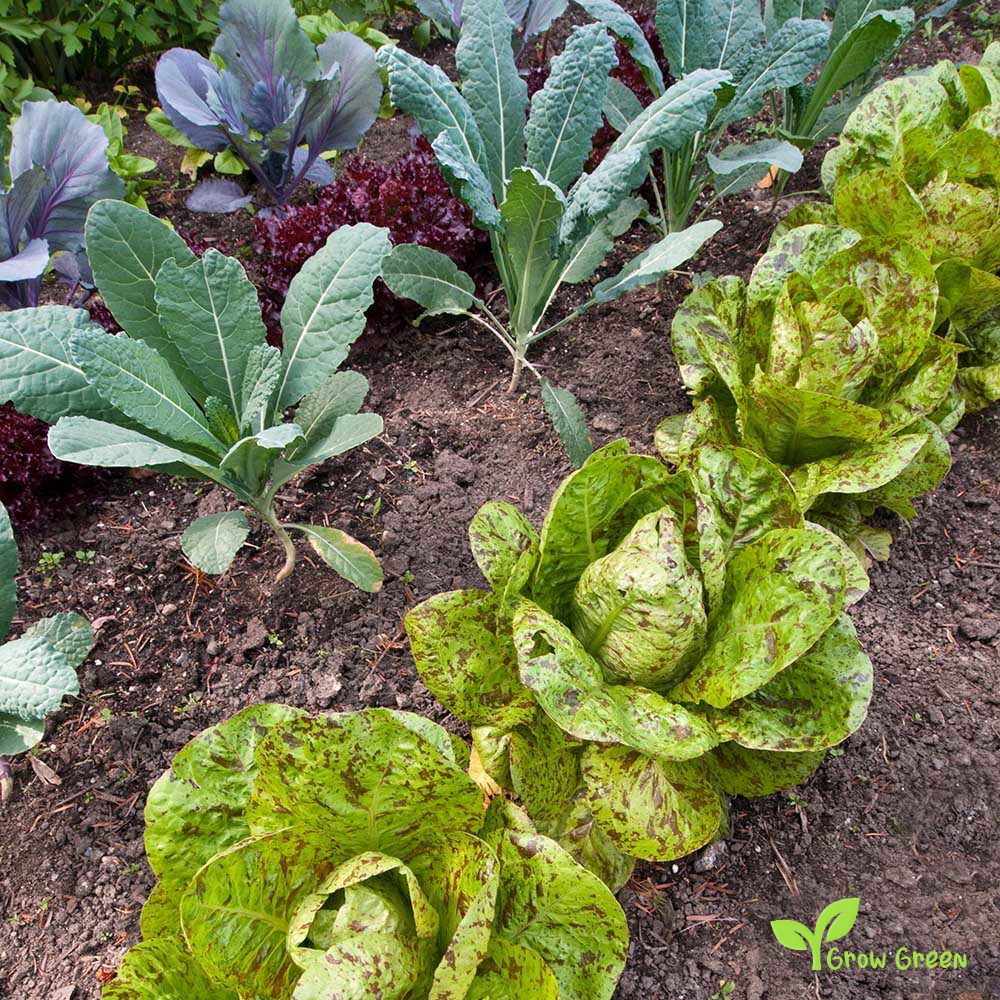 50 seeds of Lettuce Freckles - LACTUCA SATIVA - Salad - 5 seeds of Sunflower