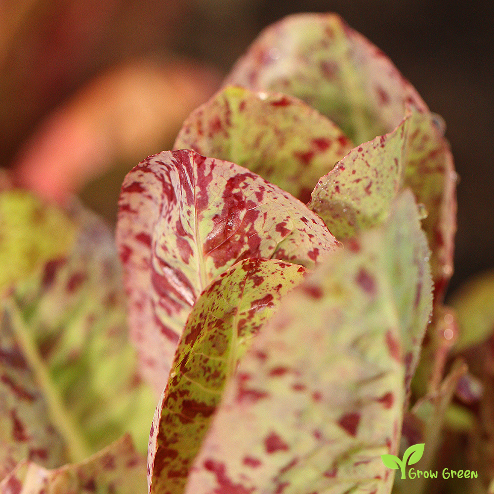 50 seeds of Lettuce Freckles - LACTUCA SATIVA - Salad - 5 seeds of Sunflower