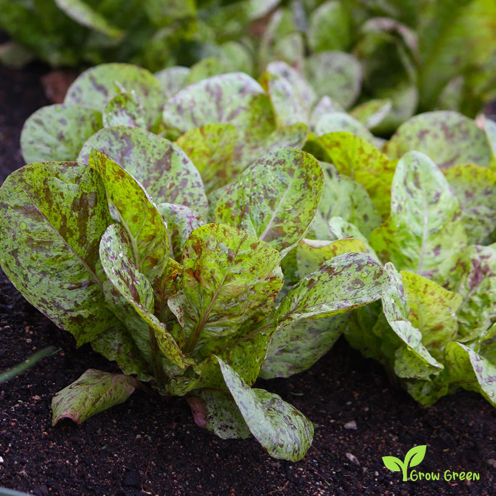 50 seeds of Lettuce Freckles - LACTUCA SATIVA - Salad - 5 seeds of Sunflower