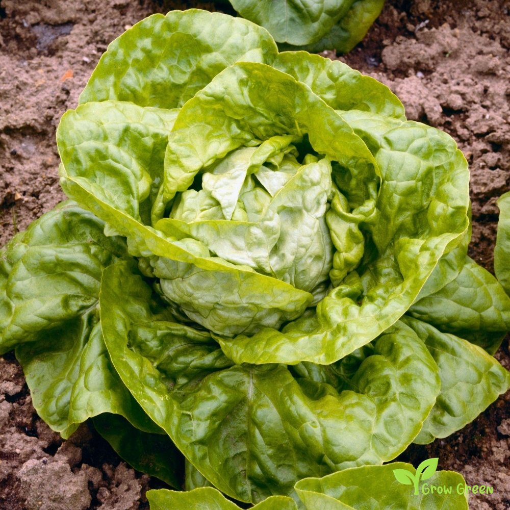 50 seeds of Lettuce All Year Round - LACTUCA SATIVA - Salad - 5 seeds of Sunflower