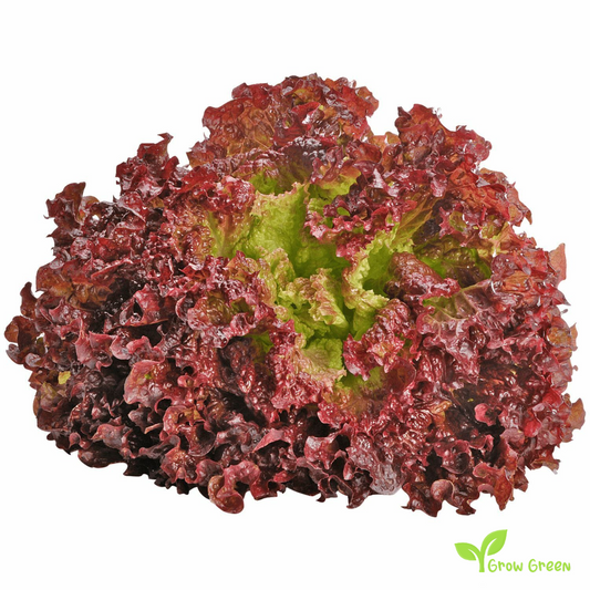 100 seeds Lettuce Lollo Rossa LACTUCA SATIVA Red Coral Salad - 5 seeds of Sunflower