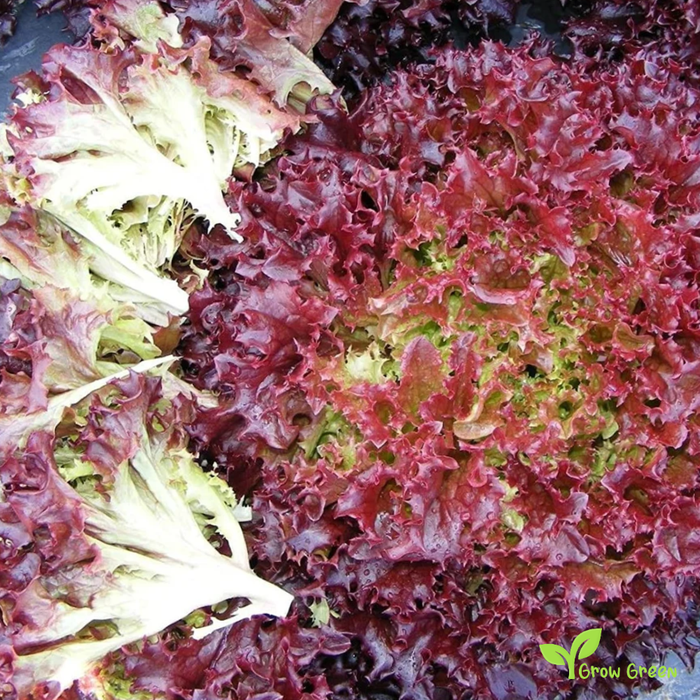 100 seeds Lettuce Lollo Rossa LACTUCA SATIVA Red Coral Salad - 5 seeds of Sunflower