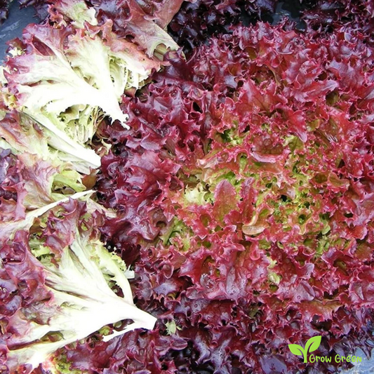 100 seeds Lettuce Lollo Rossa LACTUCA SATIVA Red Coral Salad - 5 seeds of Sunflower