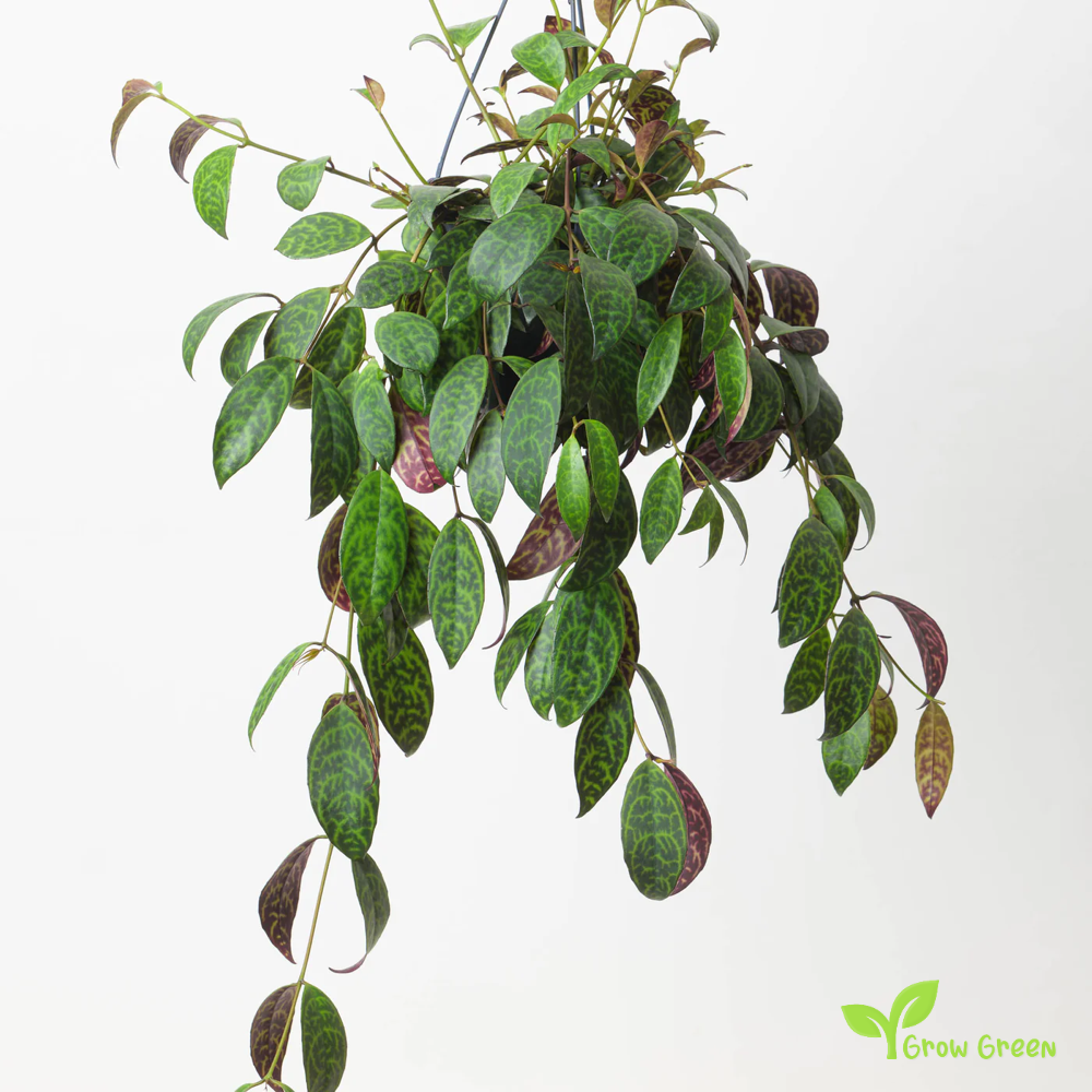 1 Rooted cutting node of Zebra Basket Vine - AESCHYNANTHUS MARMORATUS + Gift 5 seeds of Sunflower