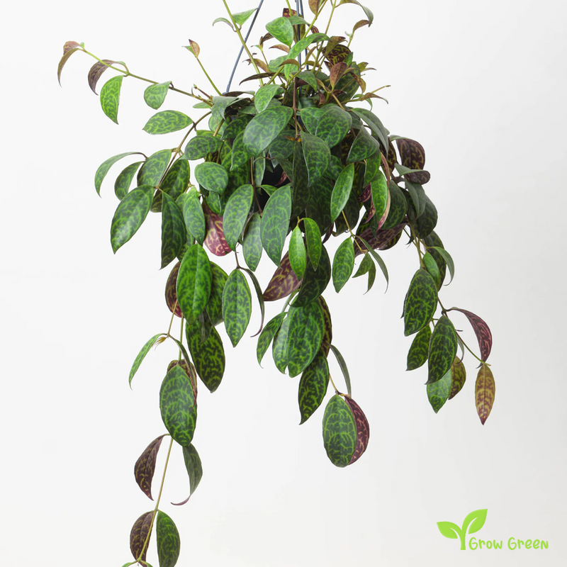 1 Rooted cutting node of Zebra Basket Vine - AESCHYNANTHUS MARMORATUS + Gift 5 seeds of Sunflower