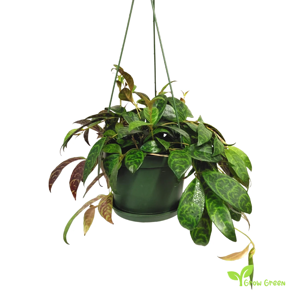 1 Rooted cutting node of Zebra Basket Vine - AESCHYNANTHUS MARMORATUS + Gift 5 seeds of Sunflower