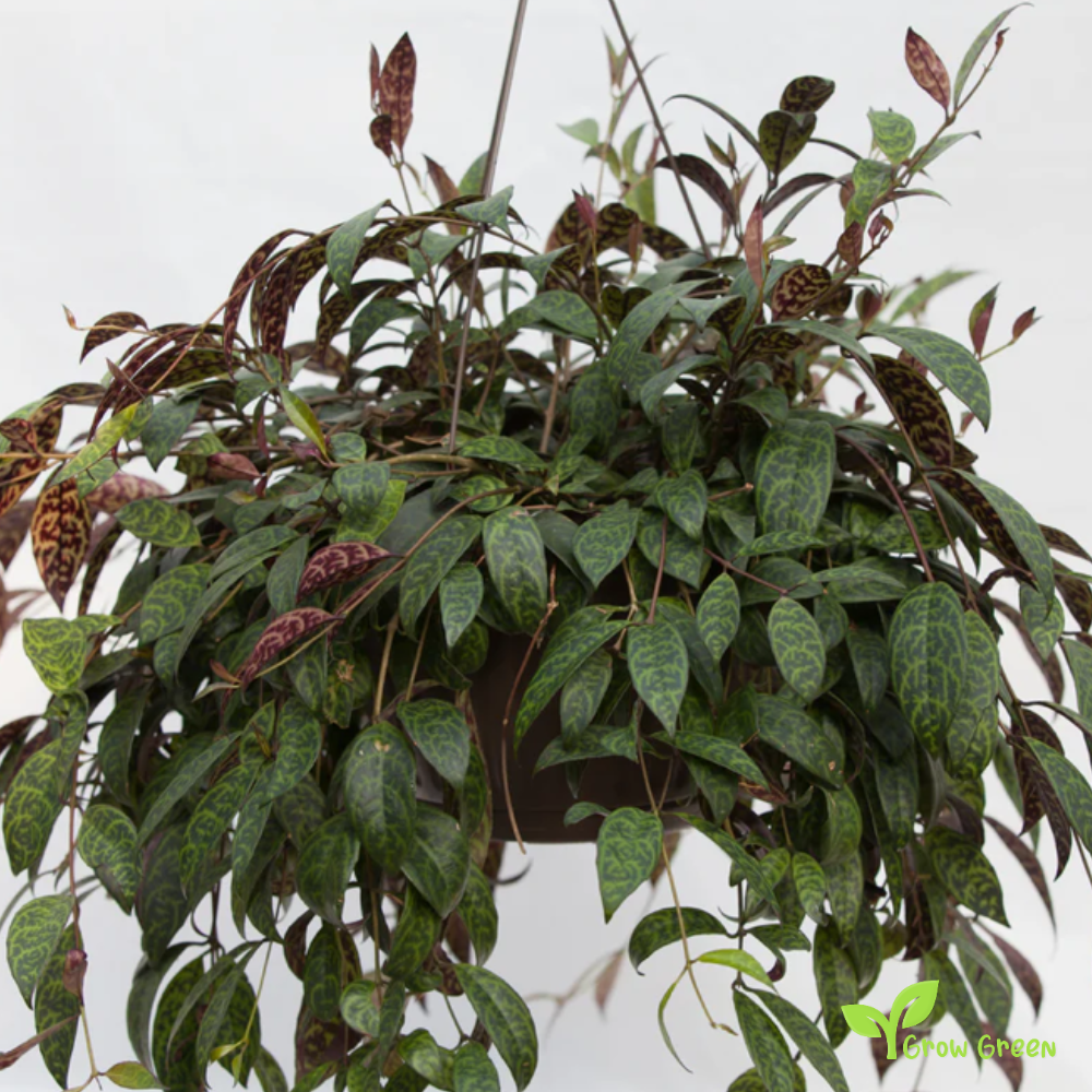 1 Rooted cutting node of Zebra Basket Vine - AESCHYNANTHUS MARMORATUS + Gift 5 seeds of Sunflower