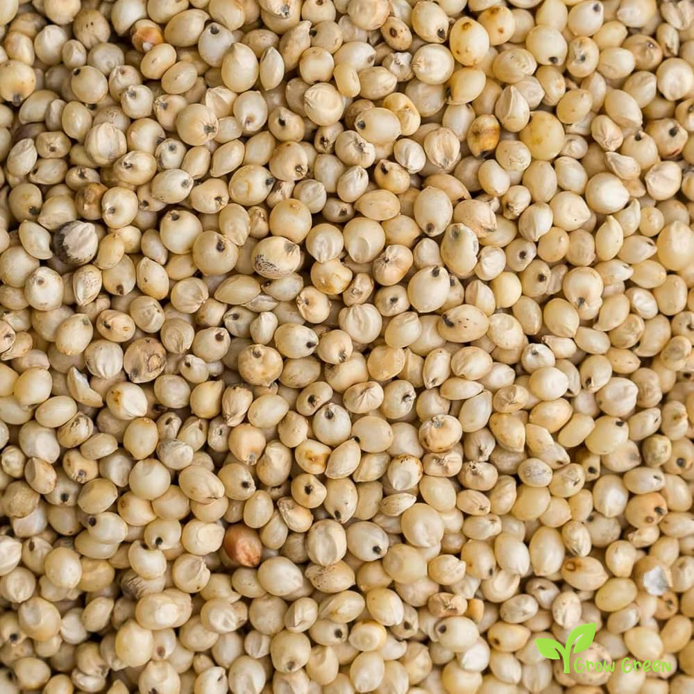 100 seeds of Jowar - SORGHUM BICOLOR + Gift 5 seeds Sunflower