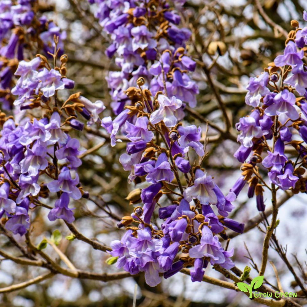 5 seeds of Princess Tree - PAULOWNIA TOMENTOSA - Foxglove Tree + Gift 5 seeds Sunflower