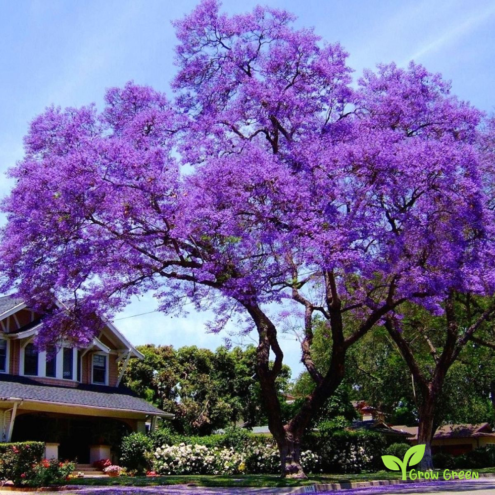 5 seeds of Princess Tree - PAULOWNIA TOMENTOSA - Foxglove Tree + Gift 5 seeds Sunflower