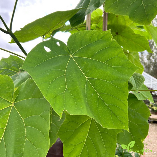 5 seeds of Princess Tree - PAULOWNIA TOMENTOSA - Foxglove Tree + Gift 5 seeds Sunflower