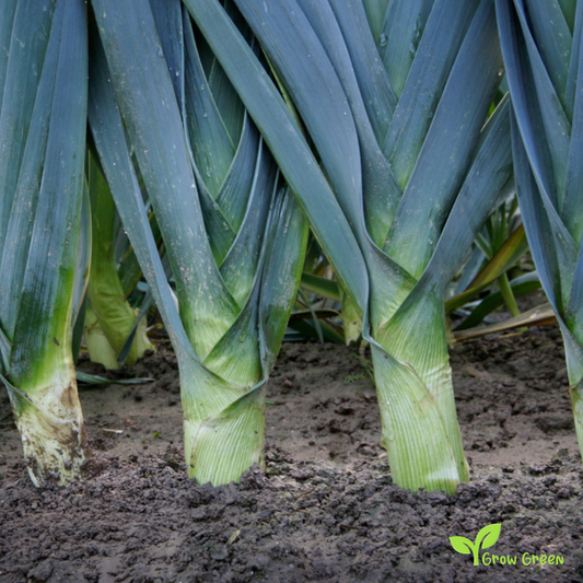 50 seeds of Leek - ALLIUM AMPELOPRASUM + Gift 5 seeds Sunflower
