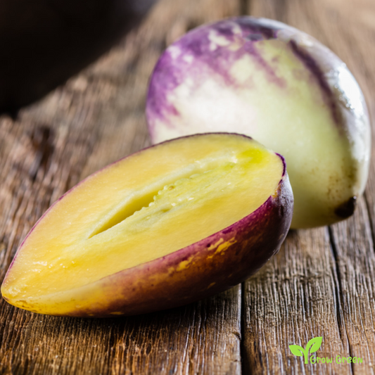 5 seeds of Purple Sweet Pepino - SOLANUM MURICATUM + Gift 5 seeds Sunflower