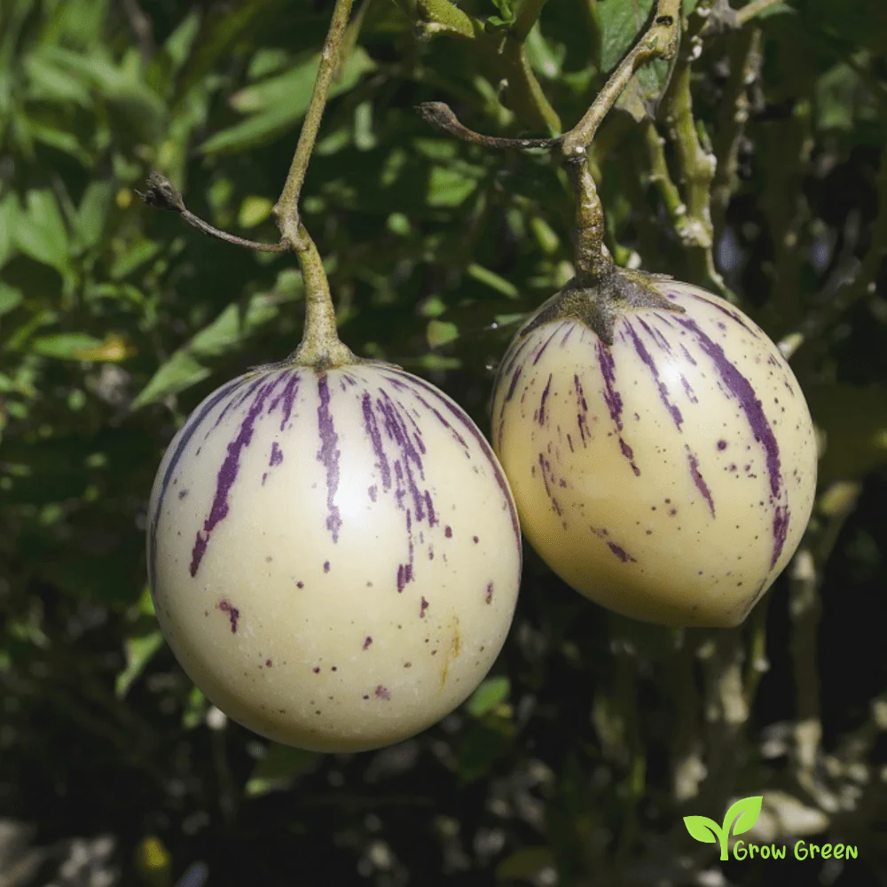 5 seeds of Purple Sweet Pepino - SOLANUM MURICATUM + Gift 5 seeds Sunflower