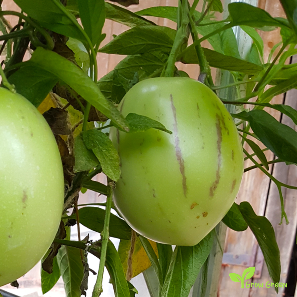 5 seeds of Purple Sweet Pepino - SOLANUM MURICATUM + Gift 5 seeds Sunflower