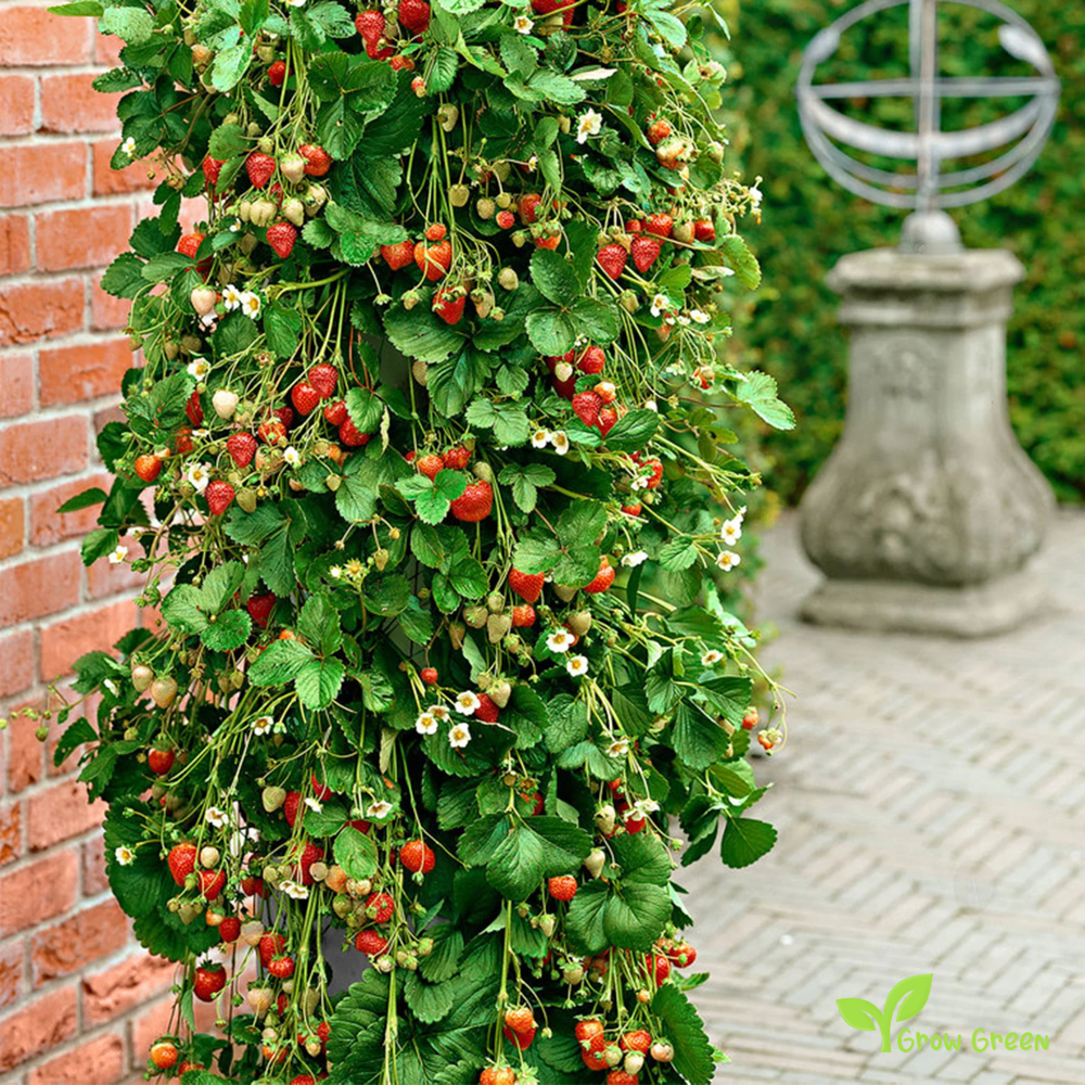 30 seeds of Climbing Strawberry - FRAGARIA ANANASSA + Gift 5 seeds Sunflower