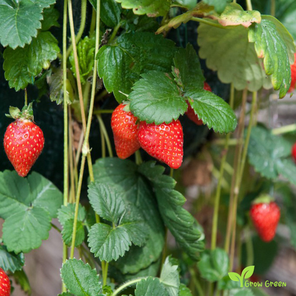 30 seeds of Climbing Strawberry - FRAGARIA ANANASSA + Gift 5 seeds Sunflower
