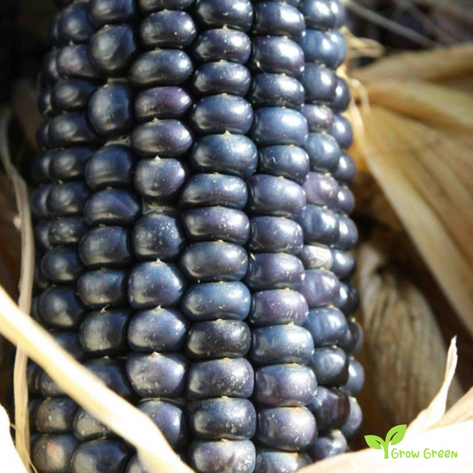 20 seeds of Blue Maize - ZEA MAYS - Blue Corn + Gift 5 seeds Sunflower