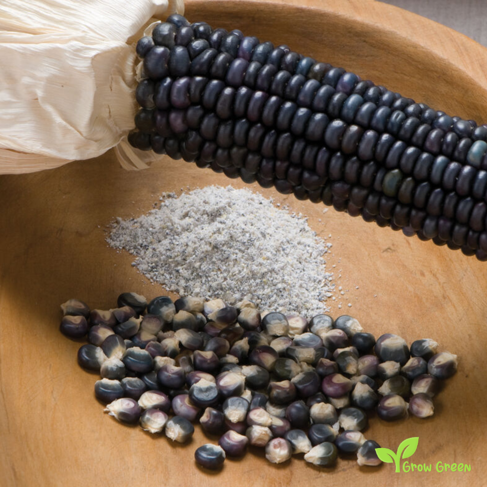 20 seeds of Blue Maize - ZEA MAYS - Blue Corn + Gift 5 seeds Sunflower