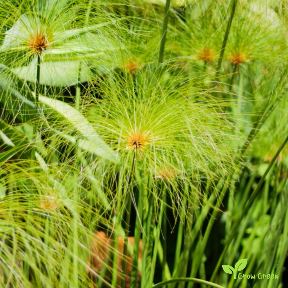 3 seeds Papyrus - CYPERUS PAPYRUS - Nile Grass + Gift 5 seeds Sunflower