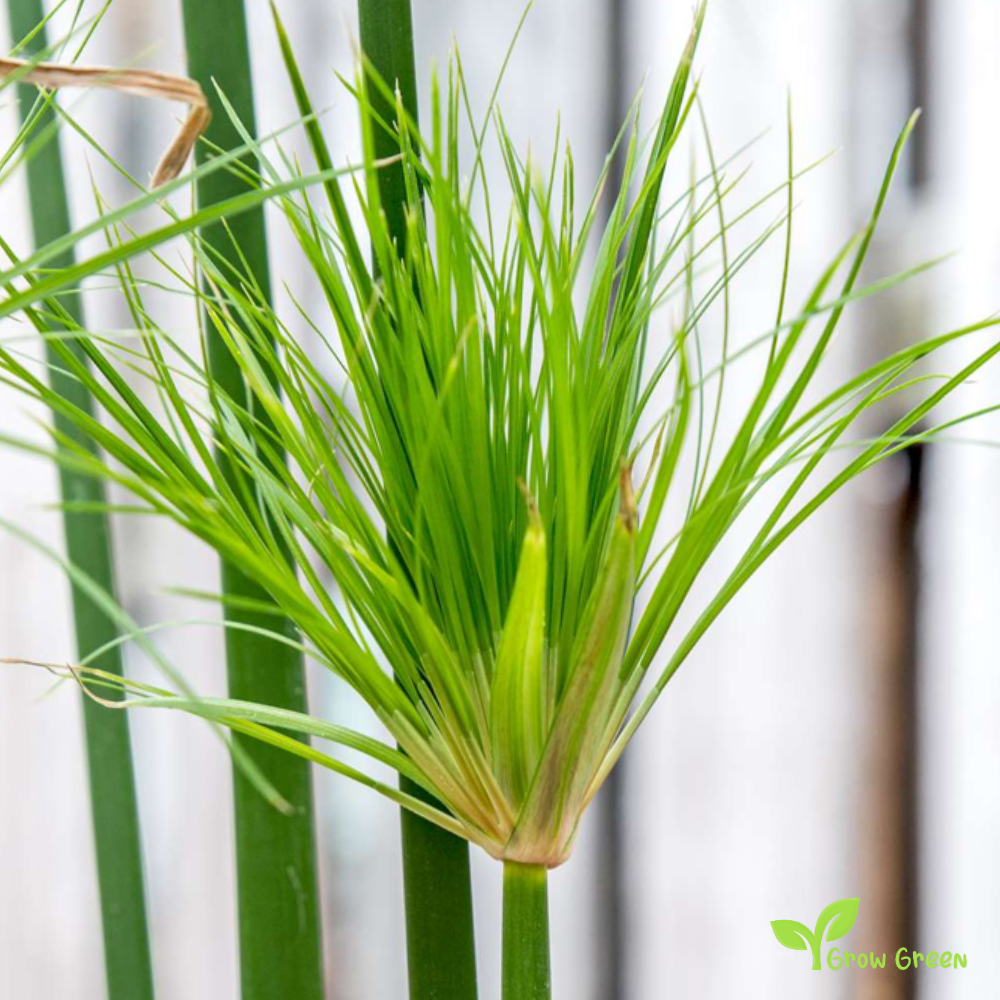 3 seeds Papyrus - CYPERUS PAPYRUS - Nile Grass + Gift 5 seeds Sunflower