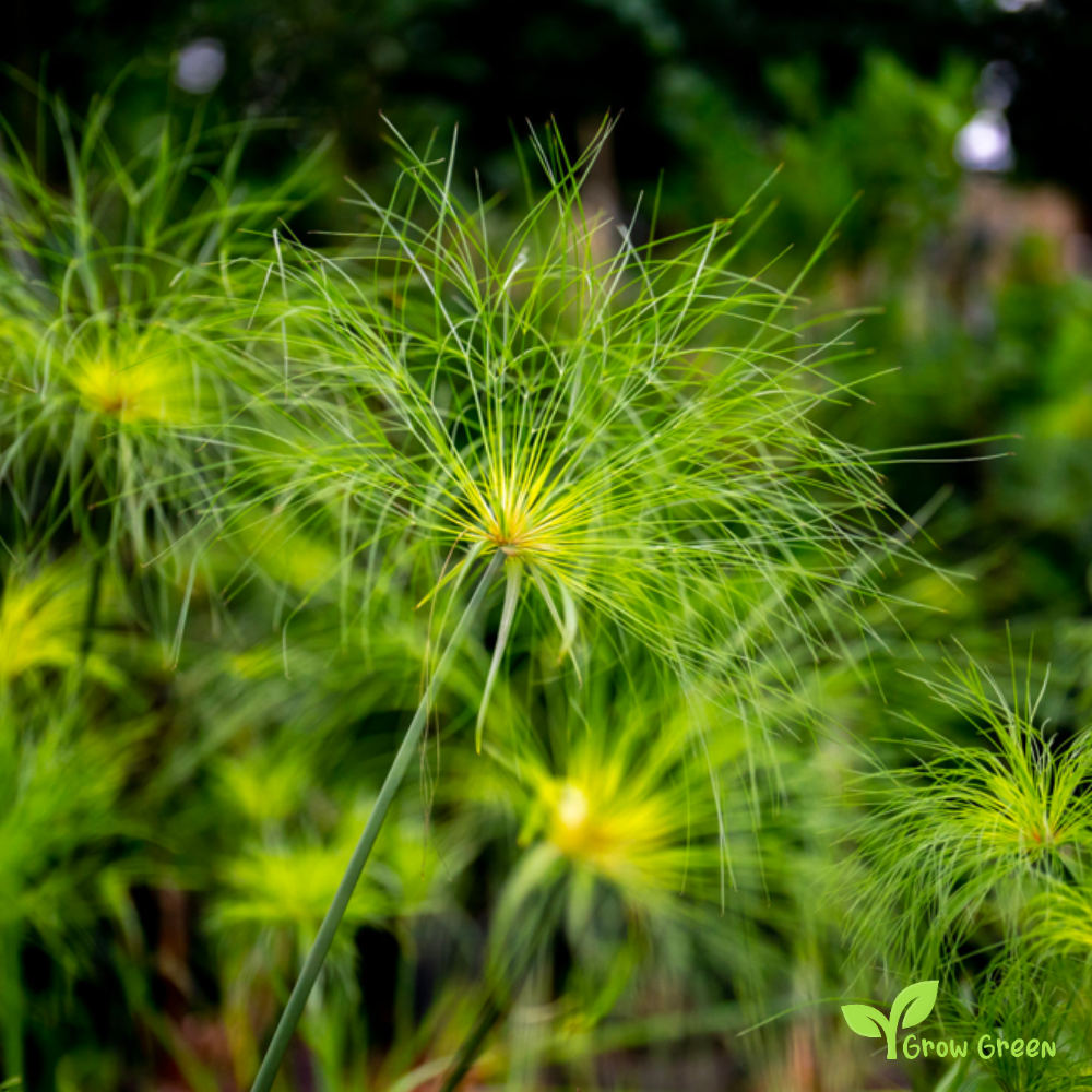 3 seeds Papyrus - CYPERUS PAPYRUS - Nile Grass + Gift 5 seeds Sunflower
