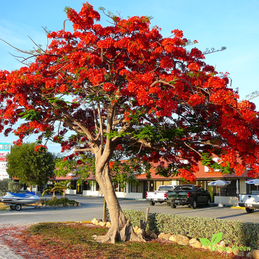3 seeds of Flamboyant - DELONIX REGIA - Flame tree + Gift 5 seeds Sunflower