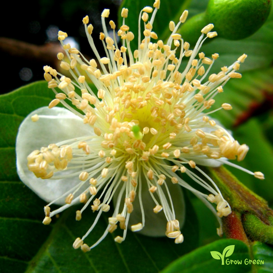 25 seeds of Guava - PSIDIUM GUAJAVA - Yellow Guava + Gift 5 seeds Sunflower