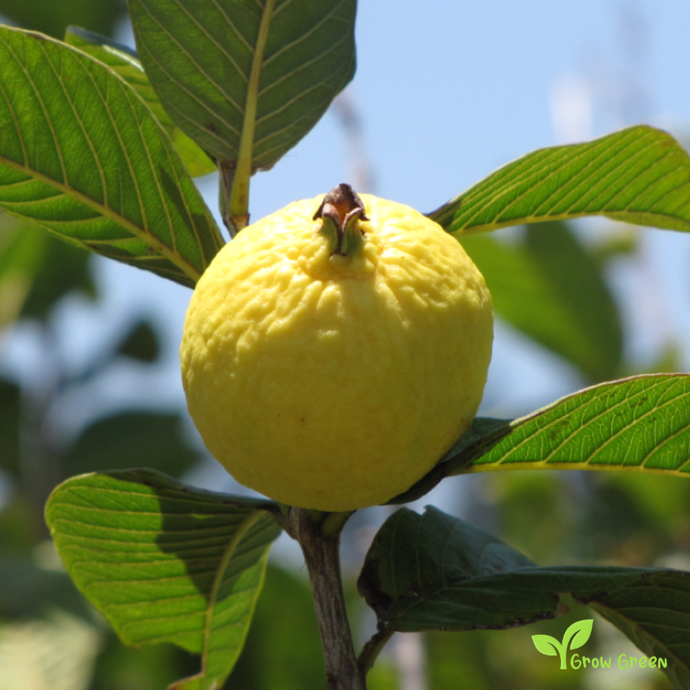 25 seeds of Guava - PSIDIUM GUAJAVA - Yellow Guava + Gift 5 seeds Sunflower