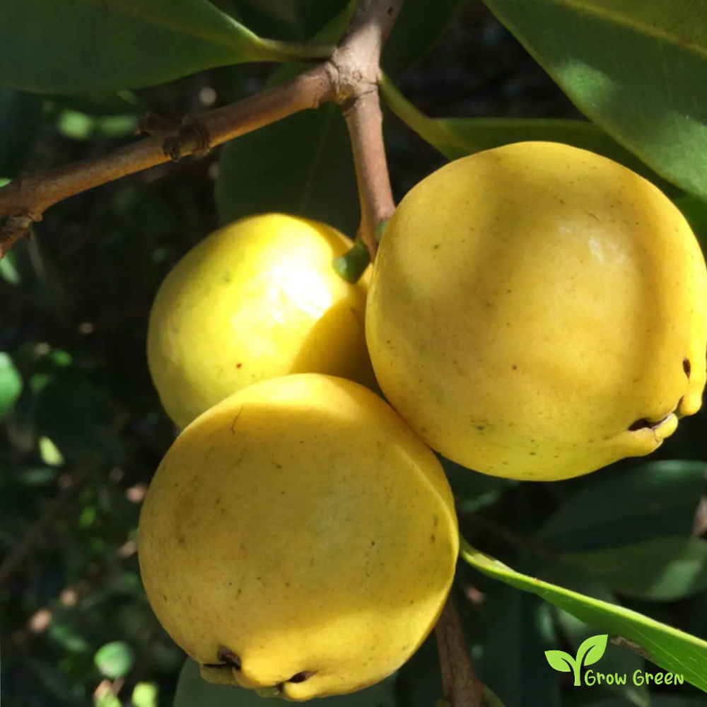 25 seeds of Guava - PSIDIUM GUAJAVA - Yellow Guava + Gift 5 seeds Sunflower