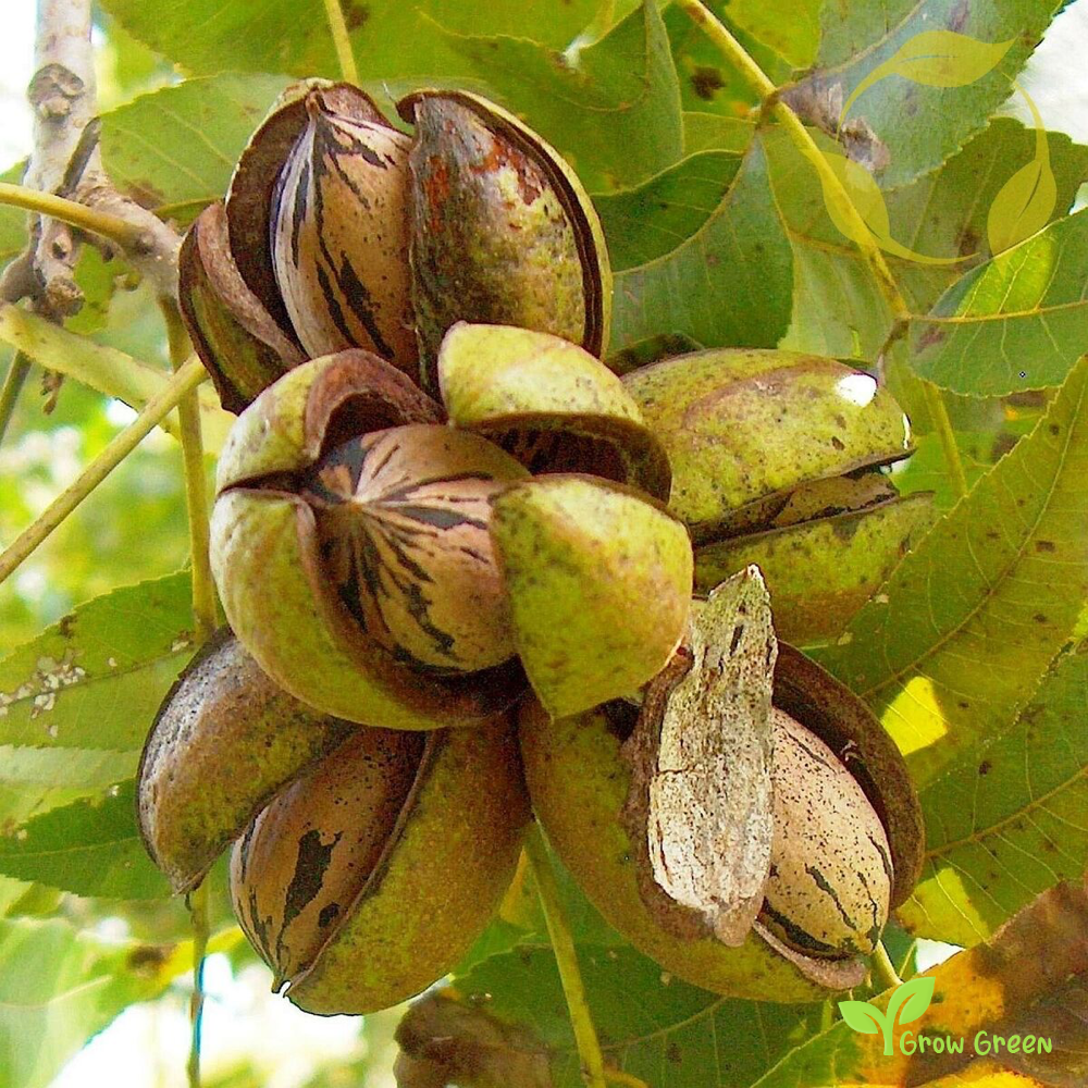3 seeds of Pecan - CARYA ILLINOINENSIS - Nut + Gift 5 seeds Sunflower