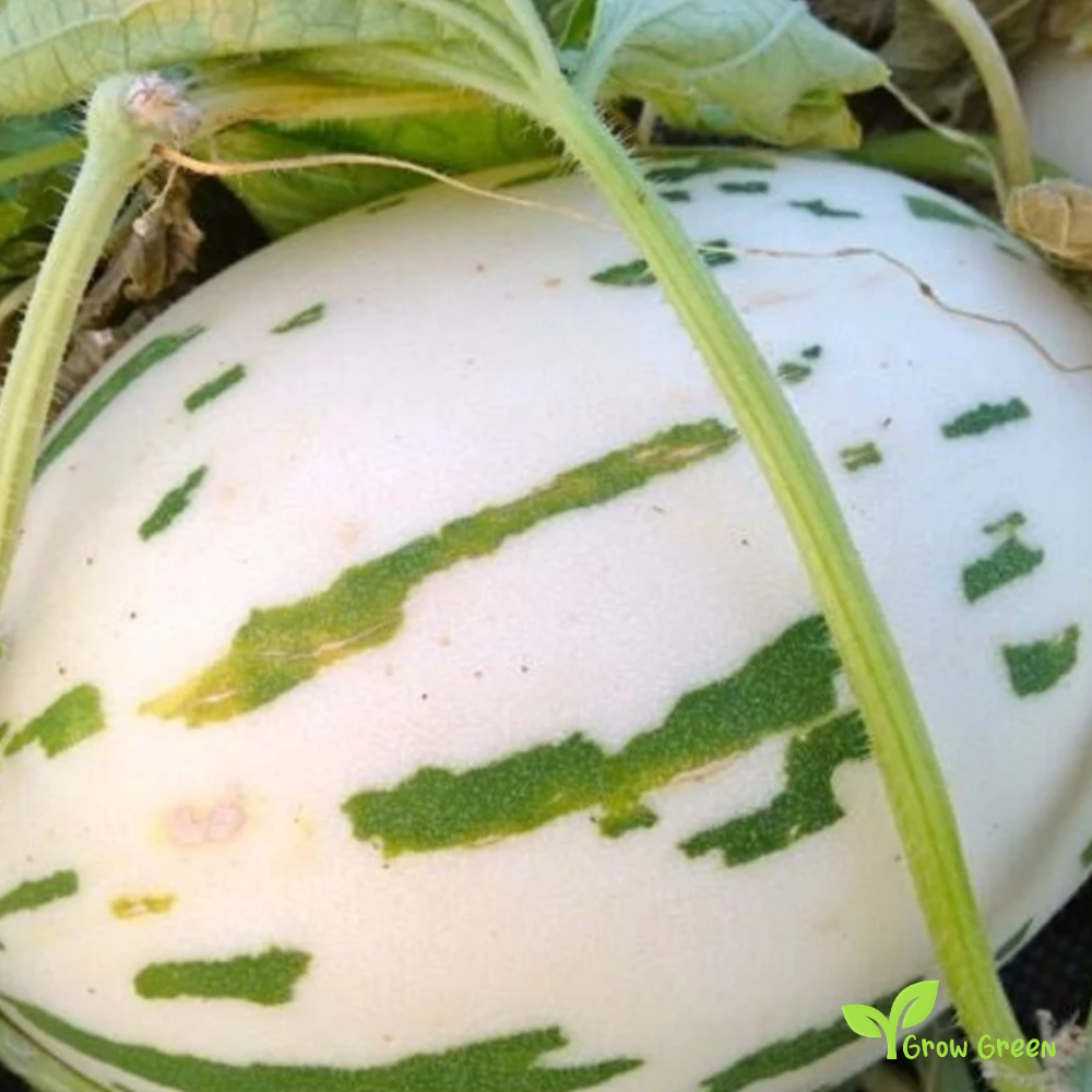 20 seeds of Snow Leopard Melon - CUCUMIS MELO + Gift 5 seeds Sunflower