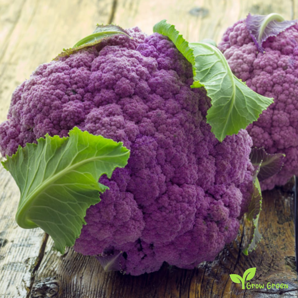30 seeds of Purple Cauliflower - BRASSICA OLERACEA + Gift 5 seeds Sunflower