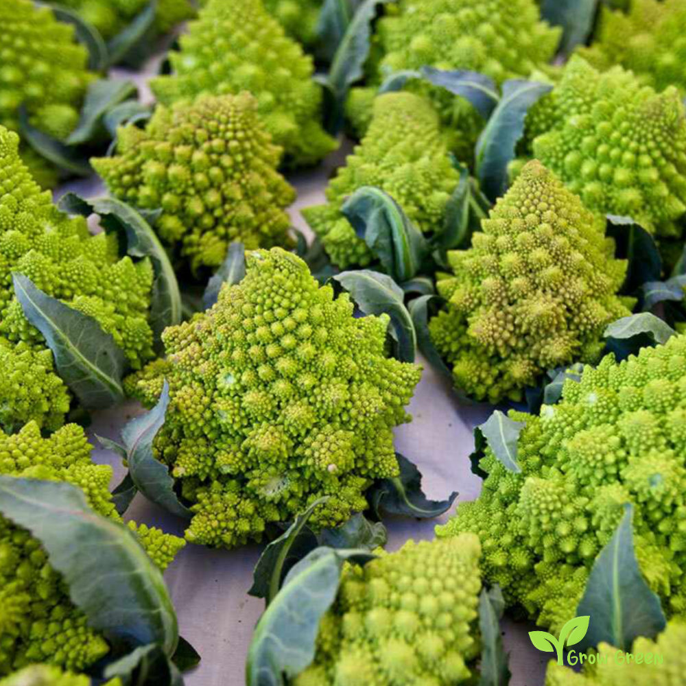 50 seeds Romanesco Broccoli - BRASSICA OLERACEA - Cauliflower + Gift 5 seeds Sunflower