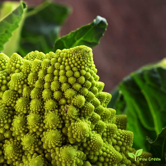50 seeds Romanesco Broccoli - BRASSICA OLERACEA - Cauliflower + Gift 5 seeds Sunflower