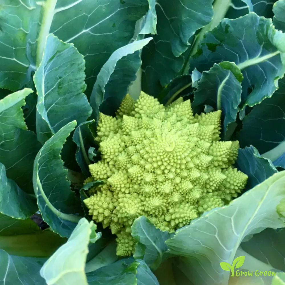 50 seeds Romanesco Broccoli - BRASSICA OLERACEA - Cauliflower + Gift 5 seeds Sunflower