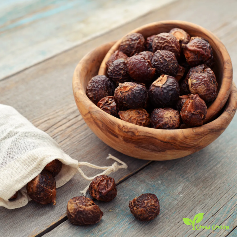 5 seeds of Soap Nut - SAPINDUS MUKOROSSI - Soapberry + Gift 5 seeds Sunflower