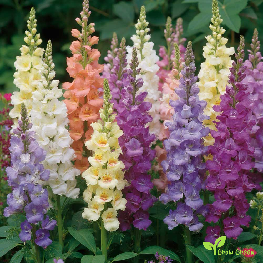 20 seeds of Snapdragon - ANTIRRHINUM MAJUS + Gift 5 seeds Sunflower