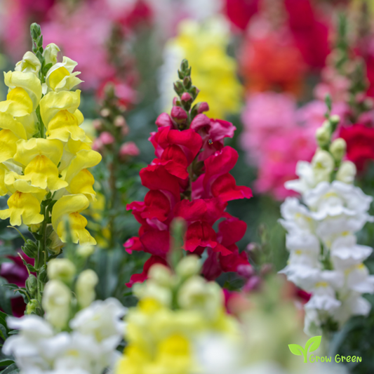 20 seeds of Snapdragon - ANTIRRHINUM MAJUS + Gift 5 seeds Sunflower